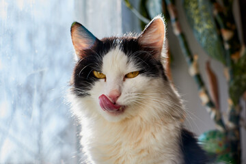 Cute young black and white cat near glass of the window in the room.
