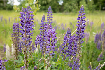 flowers in purple with green background