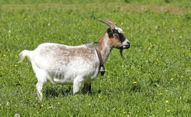 Ziege auf einer Wiese