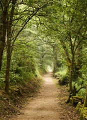 

Aceas hiking route in Sarria Lugo Galicia, in spring, dirt roads surrounded by autochthonous ancient trees, oaks, chestnut trees