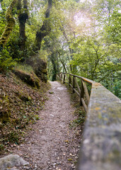 

Aceas hiking route in Sarria Lugo Galicia, in spring, dirt roads surrounded by autochthonous ancient trees, oaks, chestnut trees