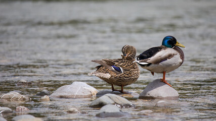 Stockenten an der Isar