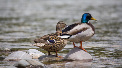 Stockenten Paar auf einen Stein
