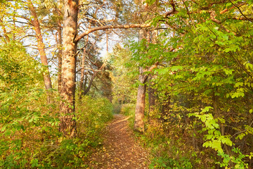 Small old pathway in a forest or park at autumn or summer day
