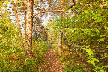 Small old pathway in a forest or park at autumn or summer day