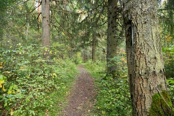 Small old pathway in a forest or park at autumn or summer day