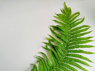 curved green fern leaf isolated on a white background. close up