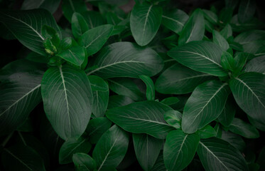 Green leaves pattern background, Natural background and wallpaper