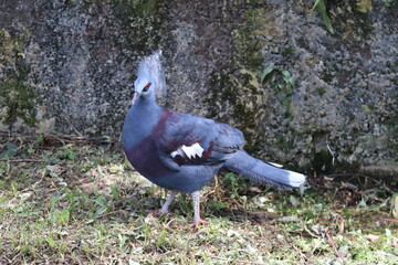 Pigeon bleu du jardin zoologique de Kuala Lumpur, Malaisie