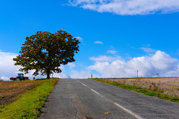 北海道美瑛の木