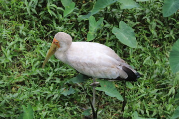 Cigogne du jardin zoologique de Kuala Lumpur, Malaisie