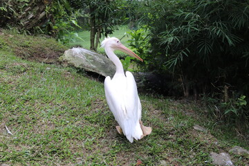 Pélican du jardin zoologique de Kuala Lumpur, Malaisie