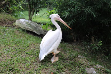 Pélican du jardin zoologique de Kuala Lumpur, Malaisie