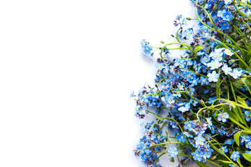 Forget-me-nots on white  background