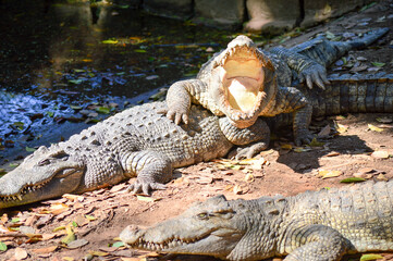 crocodile