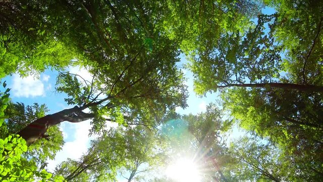 Beech forest in spring by soft light 03