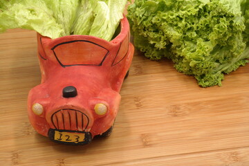 head of cabbage