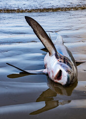 Fototapeta premium Dead shark lies on beach waiting to be processed in Puerto Lopez, Ecuador