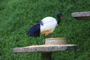 Ibis du jardin zoologique de Kuala Lumpur, Malaisie