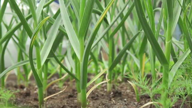 organically cultivated garlic plantation in the garden. selective focus