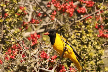 Black-headed Oriole, Oriolus larvatus, perches in a Karoo Boerboon tree that is in flower.