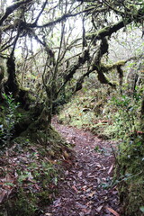 Sentier de randonnée à Cameron Highlands, Malaisie	