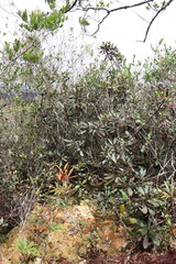 Forêt humide à Cameron Highlands, Malaisie	