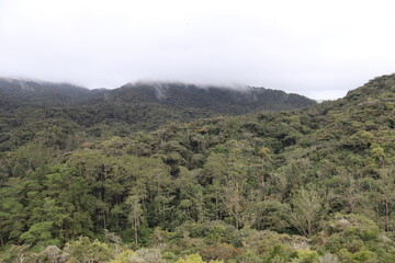 Forêt humide à Cameron Highlands, Malaisie	