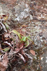 Plante carnivore à Cameron Highlands, Malaisie