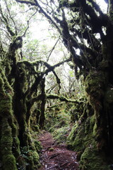 Sentier de la for&ecirc;t de mousses &agrave; Cameron Highlands, Malaisie