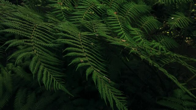 Green fern vegetation Creative tropical green leave in a forest. Nature spring concept. 