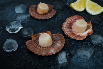 Close up fresh raw scallops with ice on a concrete background