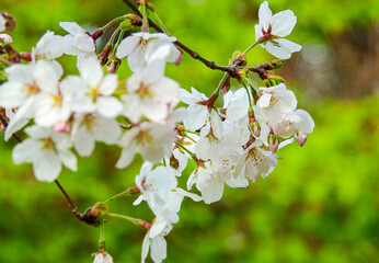 日本で花といえばそれは「さくら」のこと