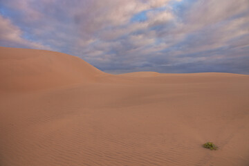 Beautiful light over the sand dunes of Myall Lakes National Park.East Coast of N.S.W. Australia