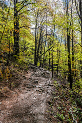 Deciduous forest in Little Fatra mountains, Slovakia, springtime scene