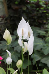 Fleurs blanches, jardin botanique à Cameron Highlands, Malaisie	