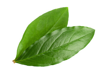 Pomegranate leaf closeup