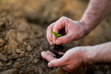 Hands holding young green sprout. Save Earth and organic ,ecology concept.