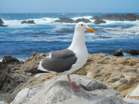 Sea Gull , California Gull, Larus californicus, a close up image of the bird on the rocks with an ocean background. Pacific Coast