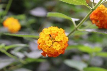 Fleurs orange, jardin botanique à Cameron Highlands, Malaisie
