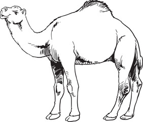 camel black and white on white background