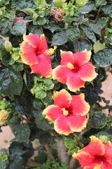 Fleurs, jardin botanique &agrave; Cameron Highlands, Malaisie	