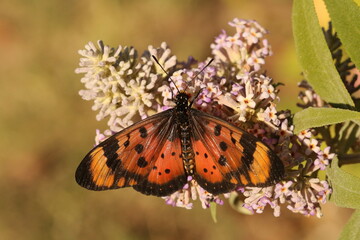 Acara Acraea butterfly drinking nectar from Buddleja  flowers.