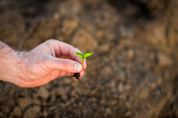 Hands holding young green sprout. Save Earth and organic ,ecology concept.