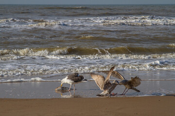 three seagulls and a dead fish on the beach of the North Sea