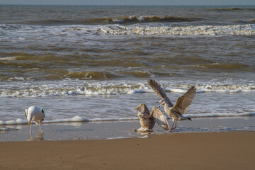 three seagulls on the beach of the North Sea