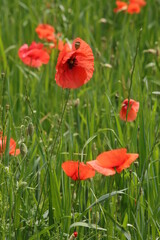 Obraz premium papaveri