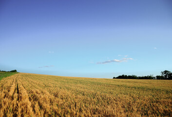 Farmland with wheat crop, trees and blue sky at background