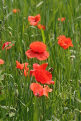 Obraz premium papaveri