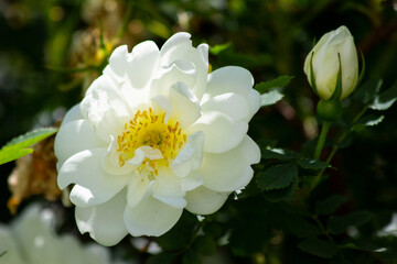 Riotous color bloomed a wild rose Bush with white flowers.